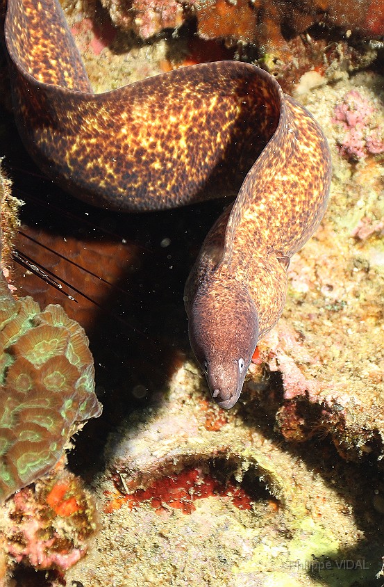 Thailand 2015 - Ko Tao - Murene a oeil blanc - Siderea thysoidea _IMG_3672_rc.jpg